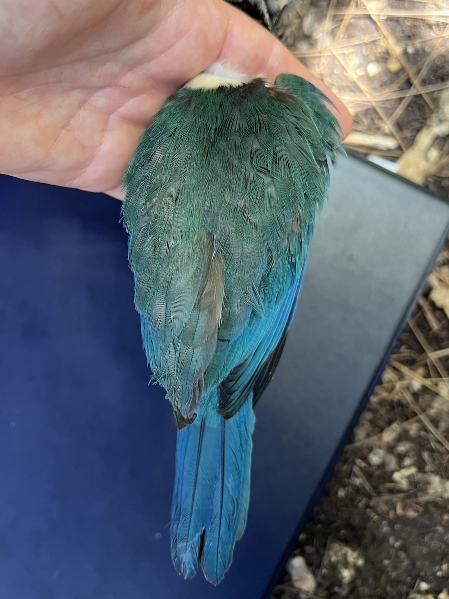 Mariana Kingfisher - ML642371299