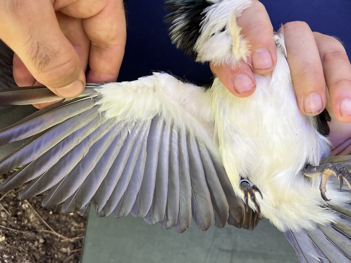 Mariana Kingfisher - ML642371300