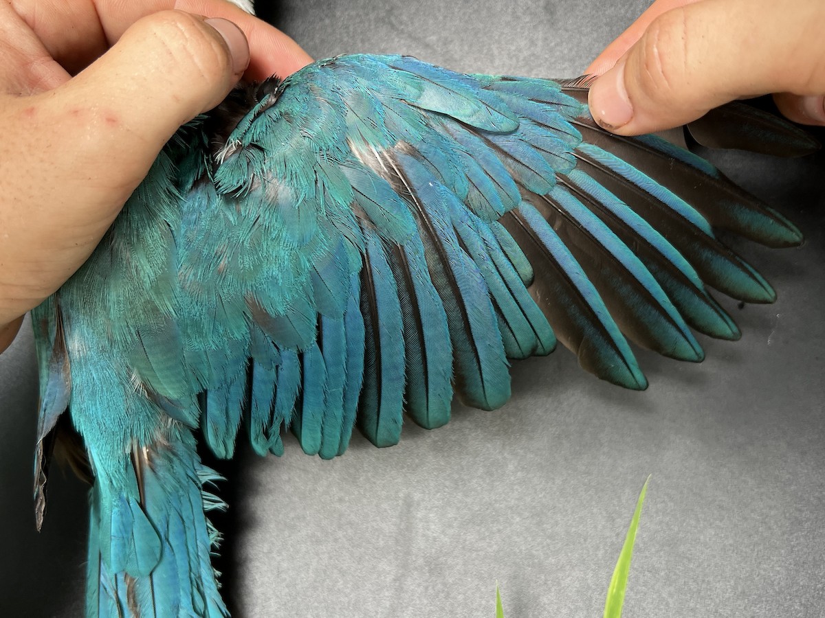 Mariana Kingfisher - ML642371301