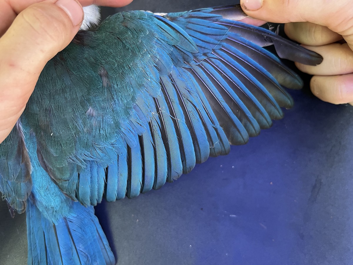 Mariana Kingfisher - ML642371302