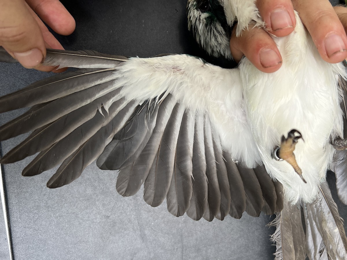 Mariana Kingfisher - ML642371303