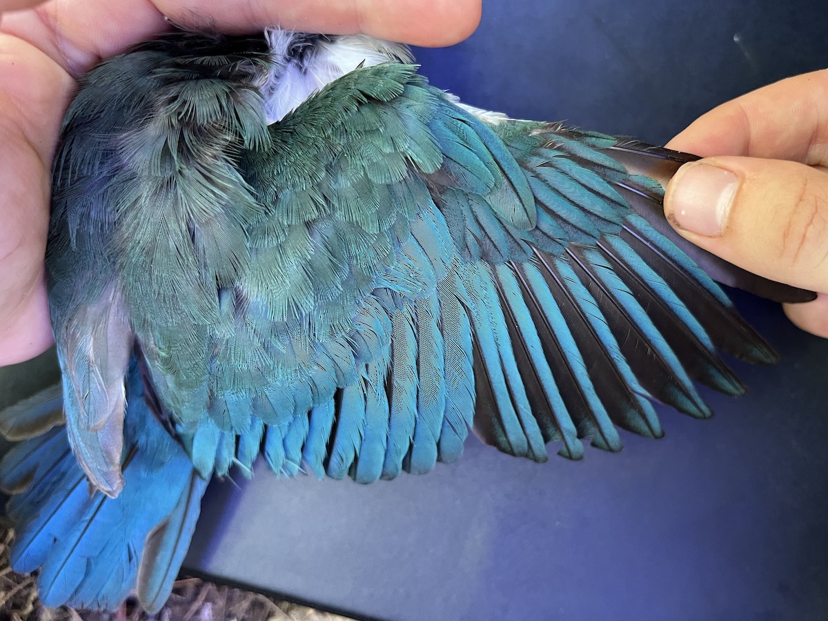 Mariana Kingfisher - ML642371304