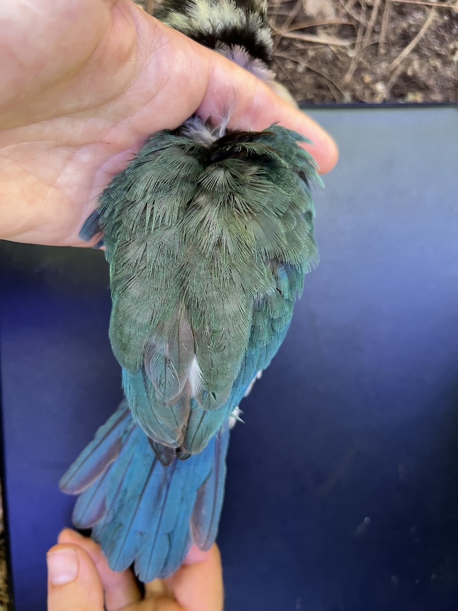Mariana Kingfisher - ML642371305