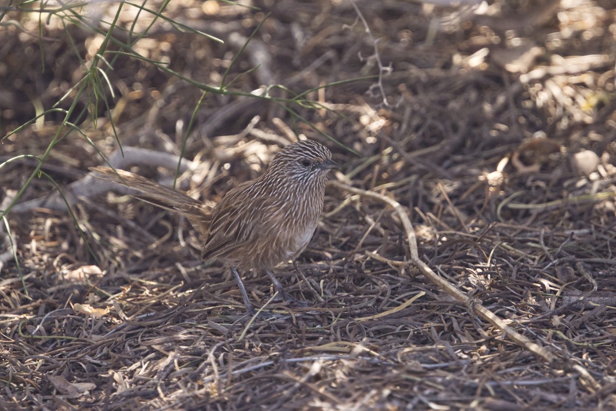 Western Grasswren (Western) - ML642371307