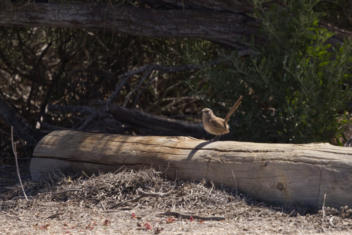 Western Grasswren (Western) - ML642371315