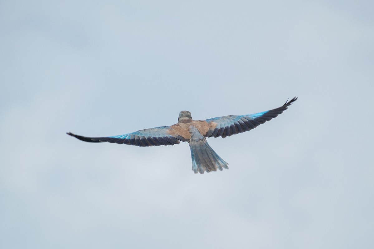 European Roller - ML642371316