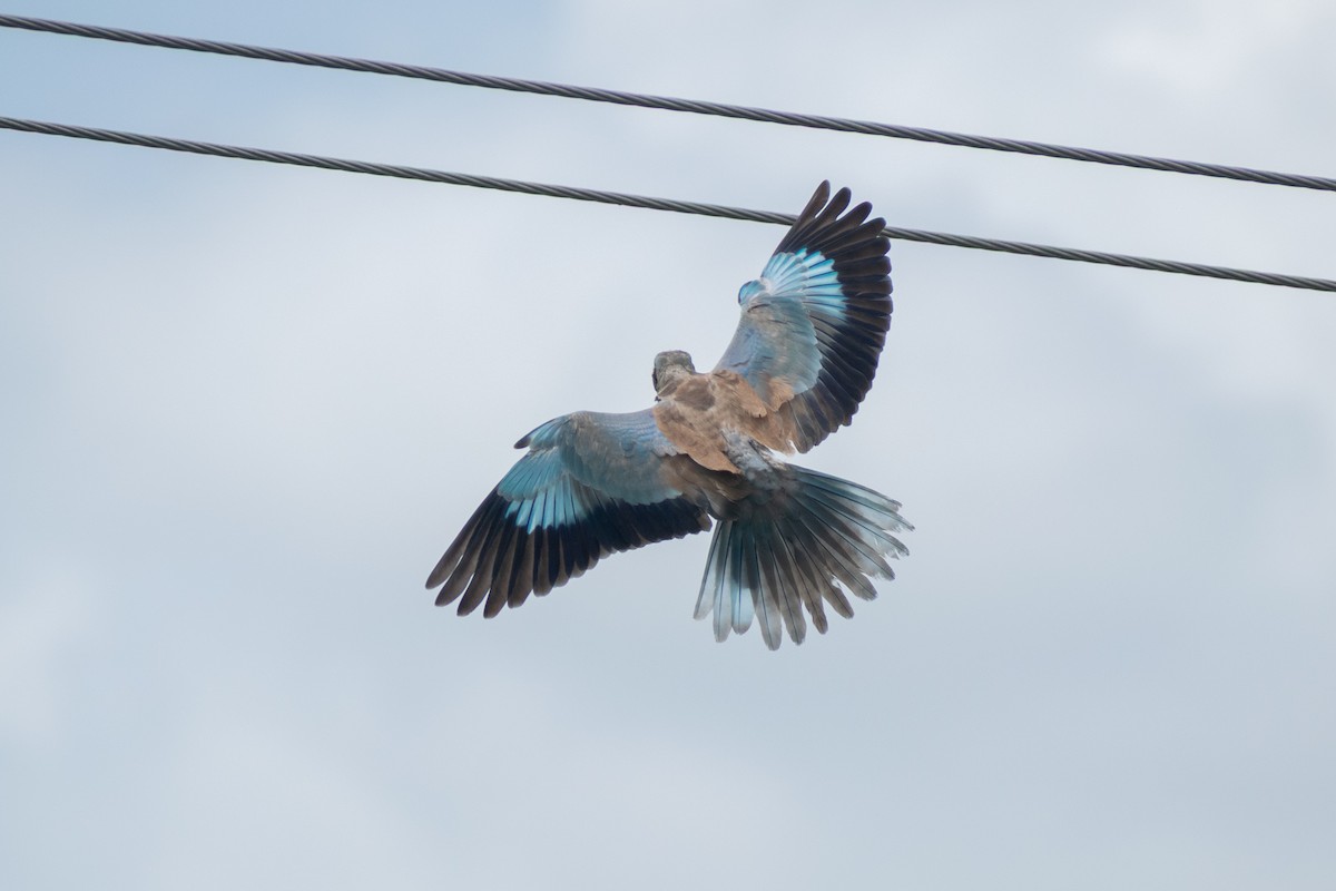 European Roller - ML642371317