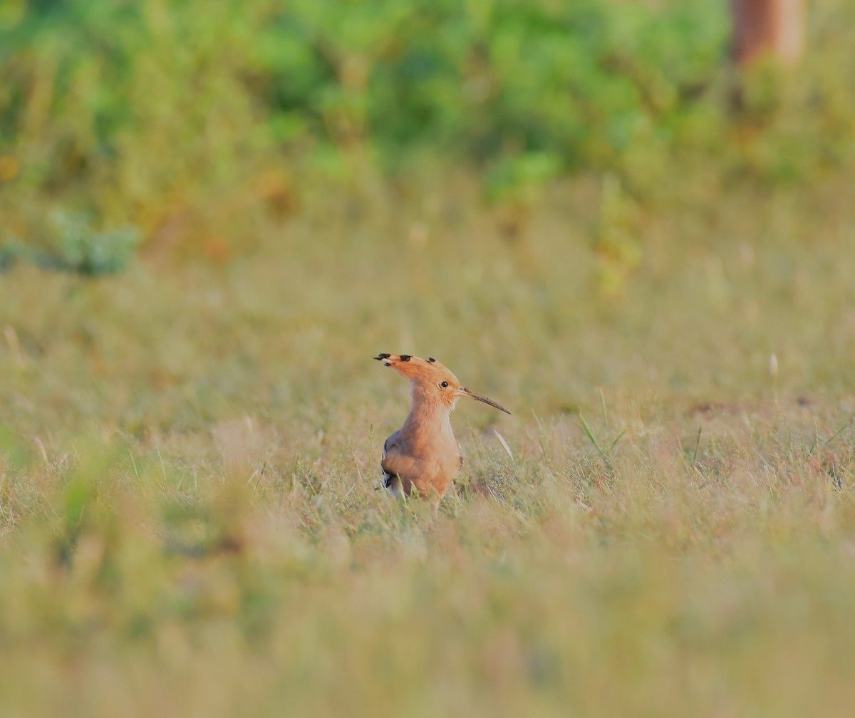 Eurasian Hoopoe - ML642371318