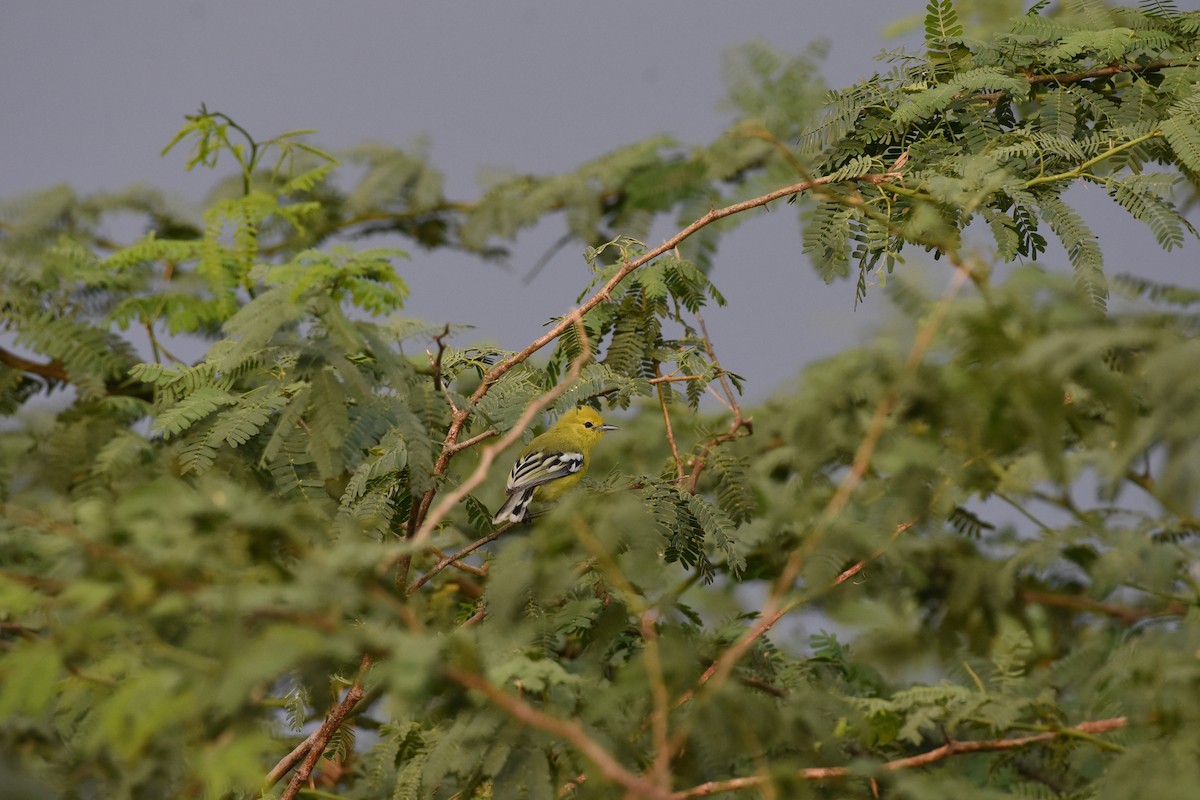 White-tailed Iora - ML642371319