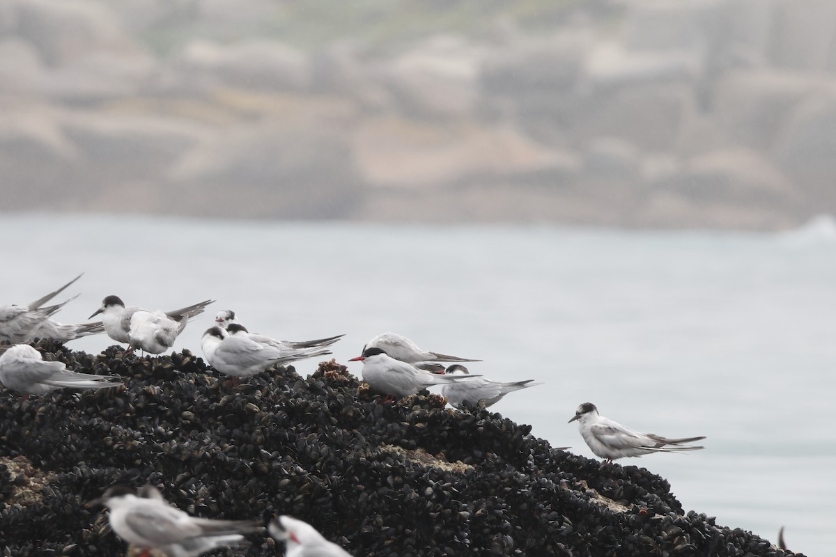 Antarctic Tern - ML642371320