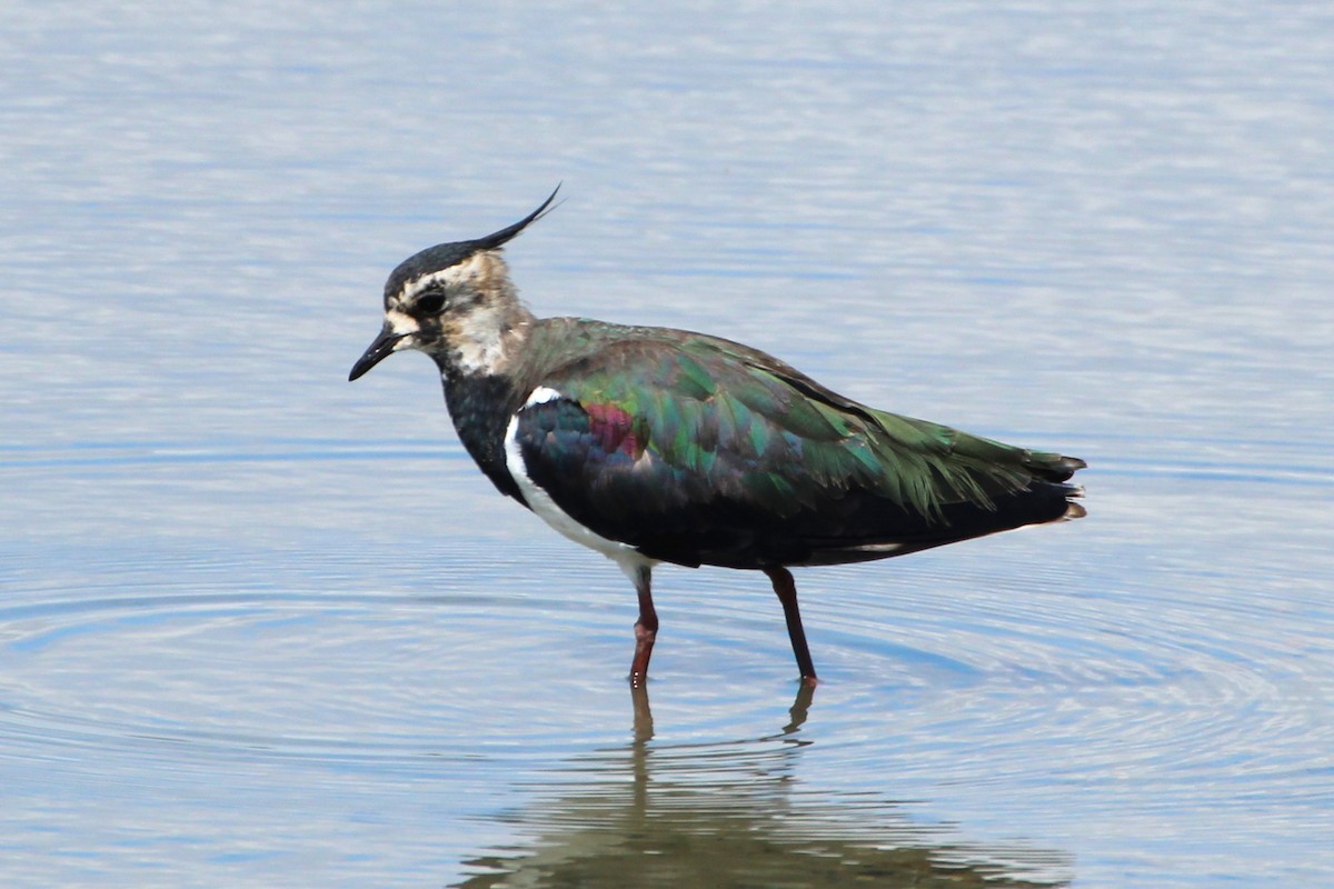 Northern Lapwing - ML642371321