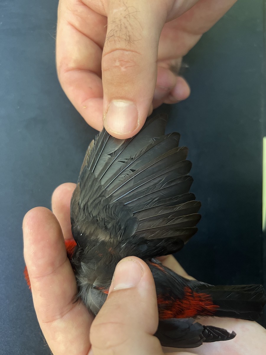 Micronesian Myzomela - ML642371323