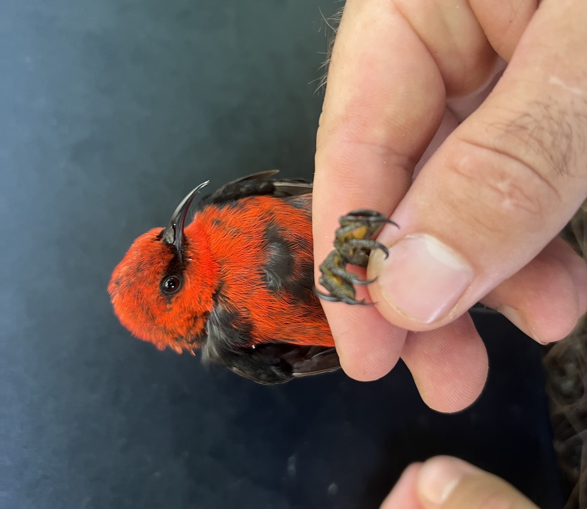 Micronesian Myzomela - ML642371324