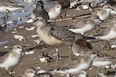 Red Knot - ML642371326