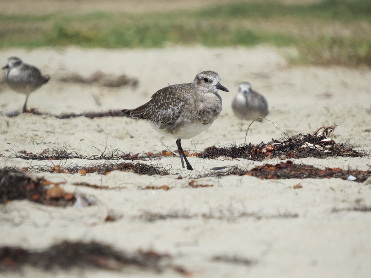 Black-bellied Plover - ML642371328