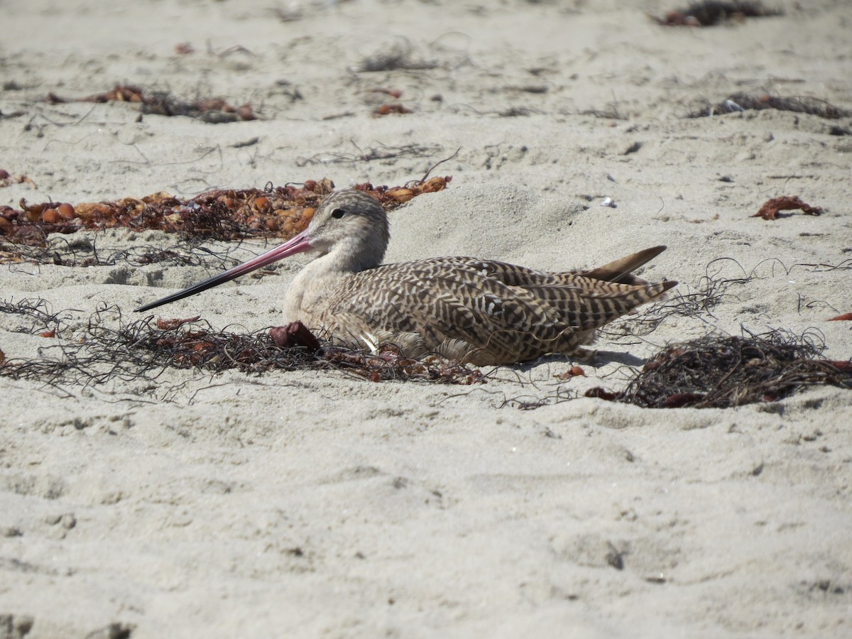 Marbled Godwit - ML642371329