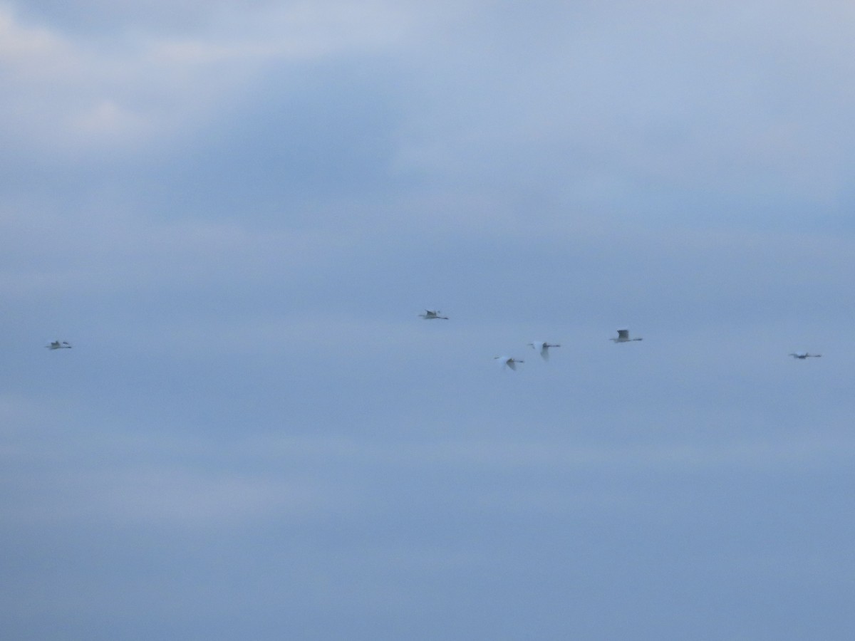 大白鷺 - ML642371346