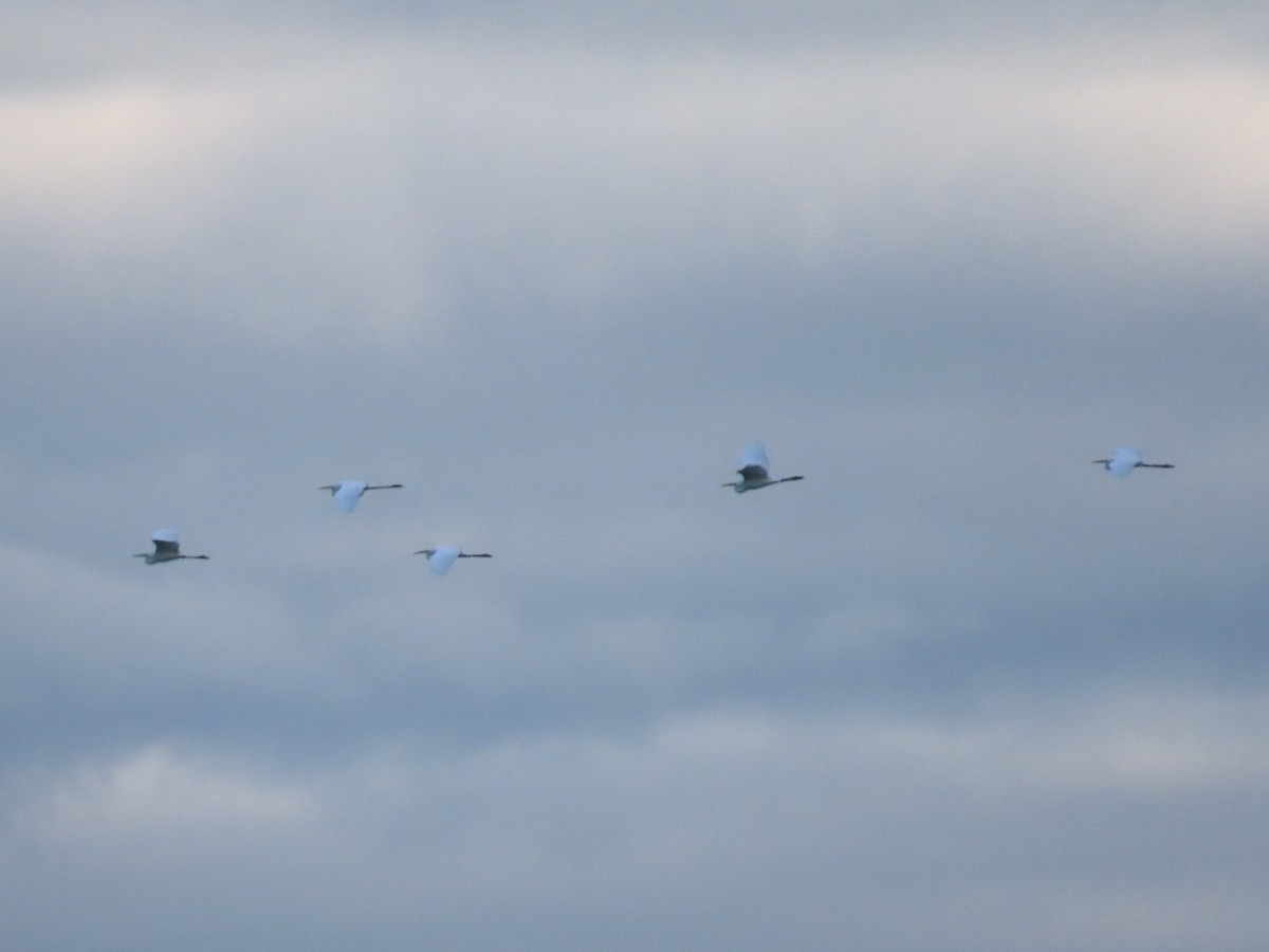 大白鷺 - ML642371347