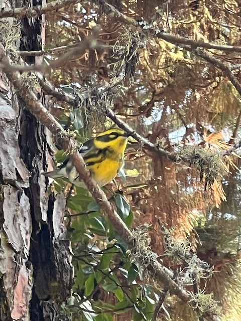 Townsendwaldsänger - ML642371356