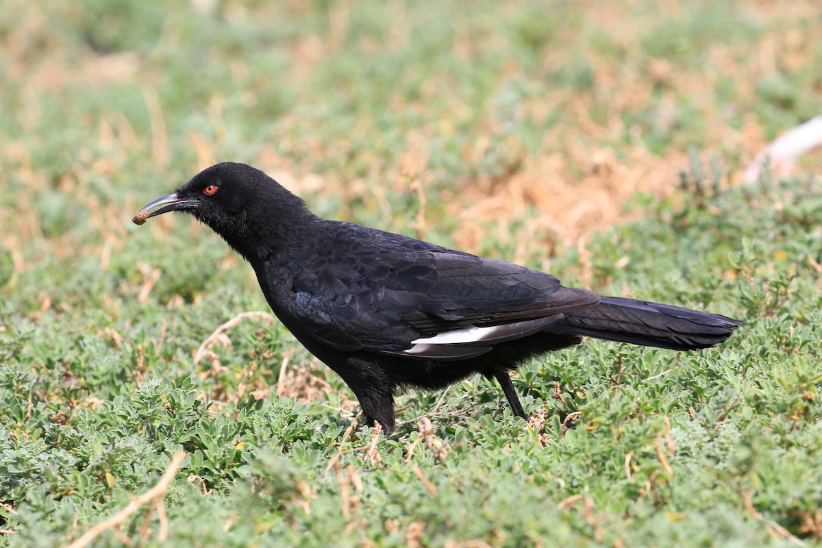 White-winged Chough - ML642371361