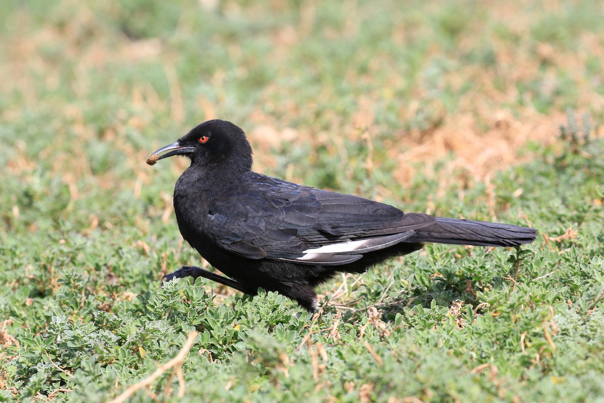 White-winged Chough - ML642371362