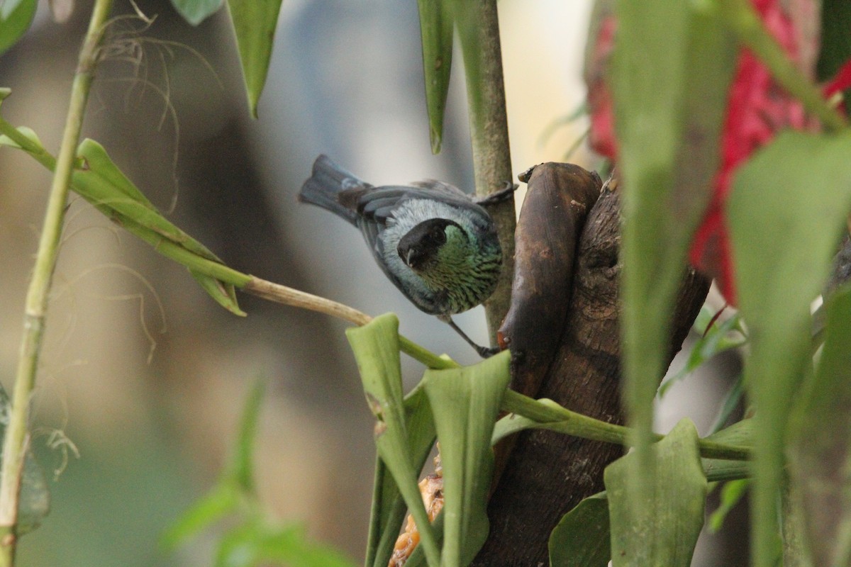 Black-capped Tanager - ML642371421