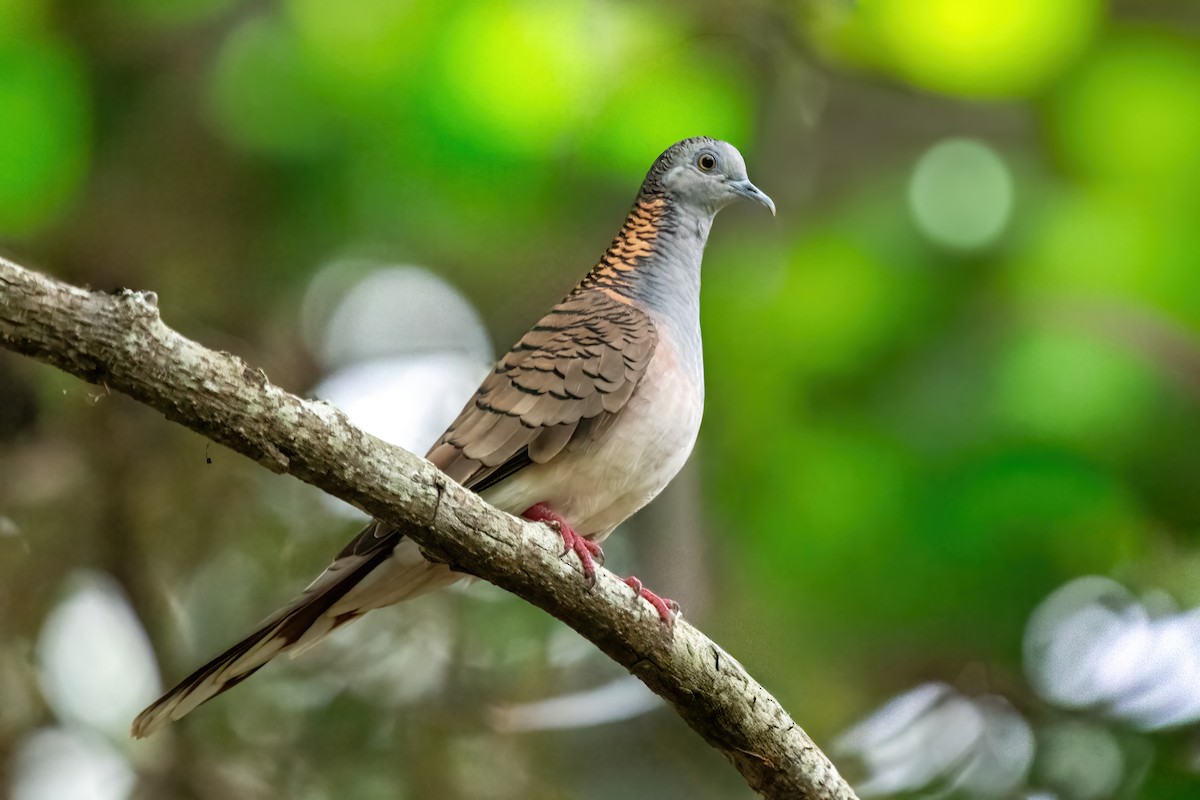 Bar-shouldered Dove - ML642371427