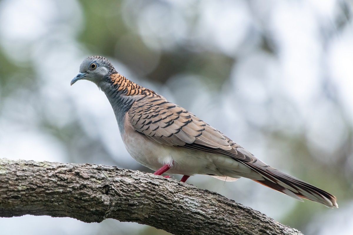 Bar-shouldered Dove - ML642371430