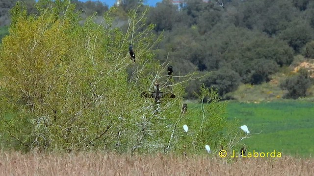 Great Cormorant - ML642371436