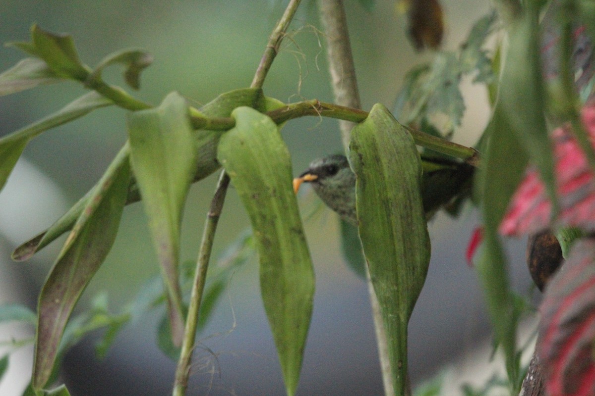 Black-capped Tanager - ML642371490