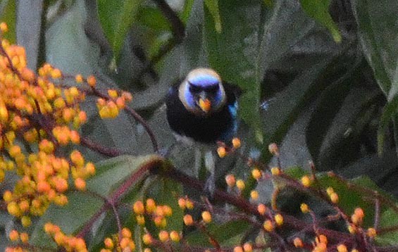 Golden-hooded Tanager - ML642371495