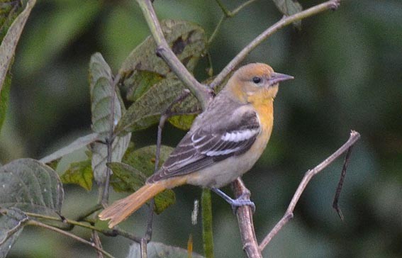 Baltimore Oriole - ML642371499
