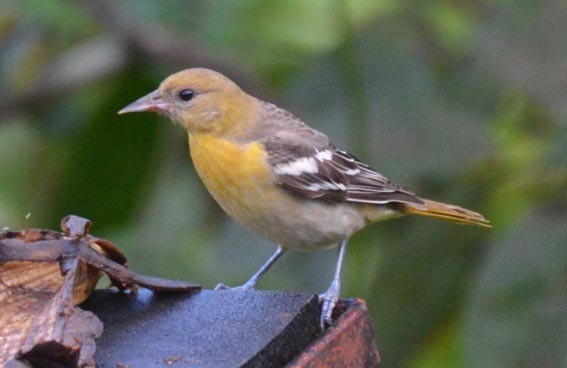 Baltimore Oriole - ML642371500