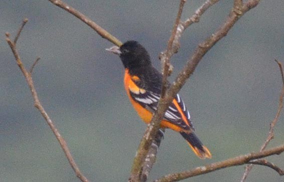 Baltimore Oriole - ML642371501