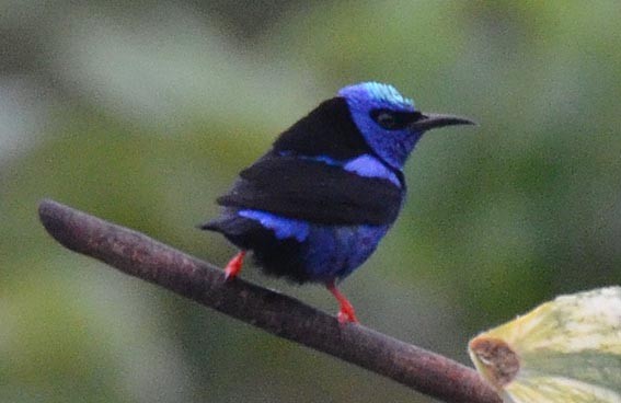 Red-legged Honeycreeper - ML642371502
