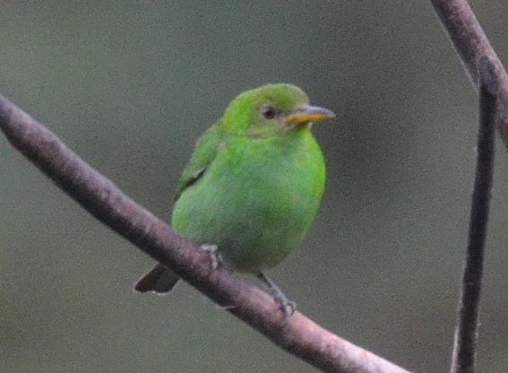 Green Honeycreeper - ML642371505