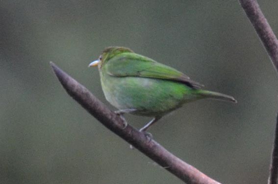 Green Honeycreeper - ML642371506