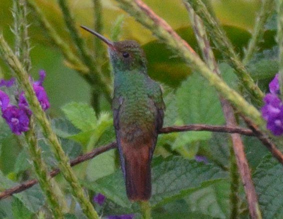 Rufous-tailed Hummingbird - ML642371508