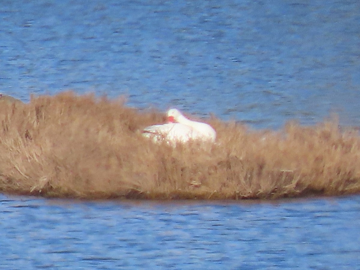 Coscoroba Swan - ML642371509
