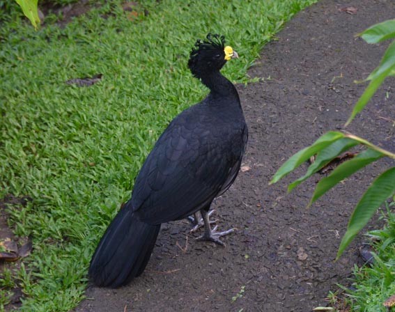 Great Curassow - ML642371513