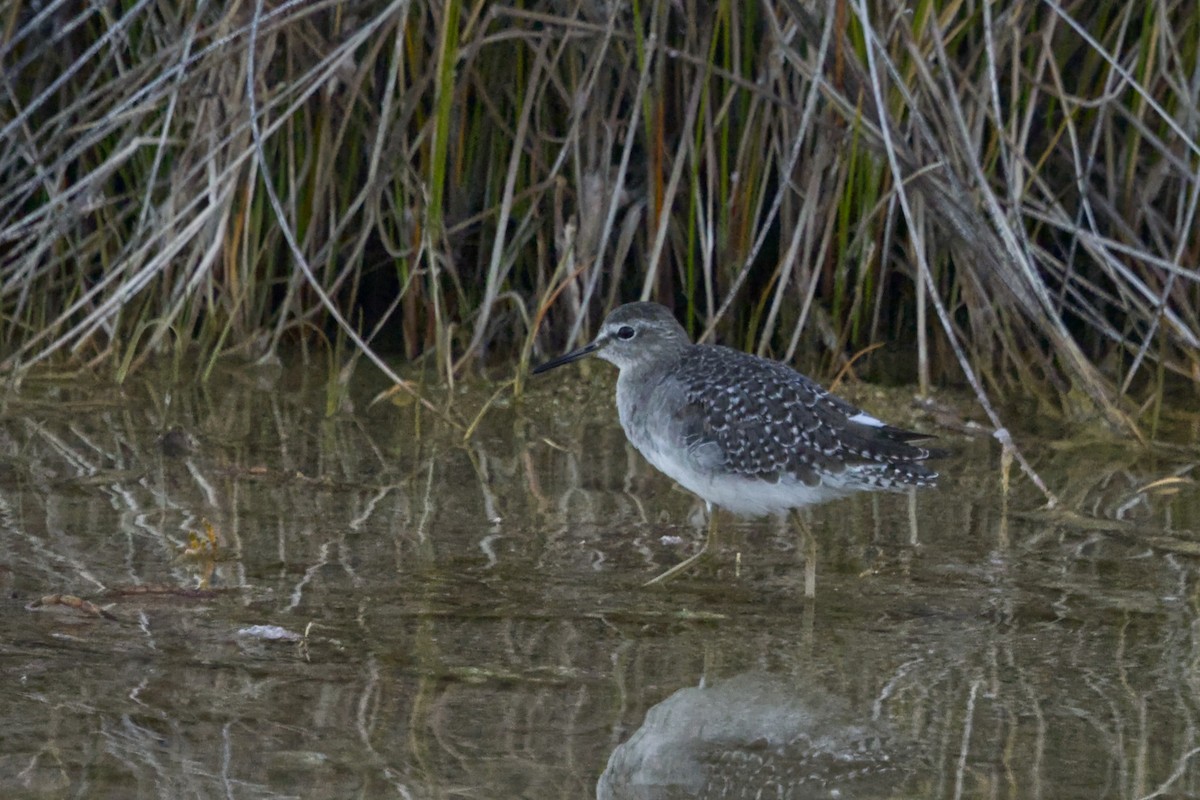 Bruchwasserläufer - ML642371544