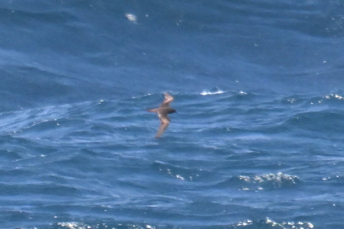 Bulwersturmvogel - ML642371555
