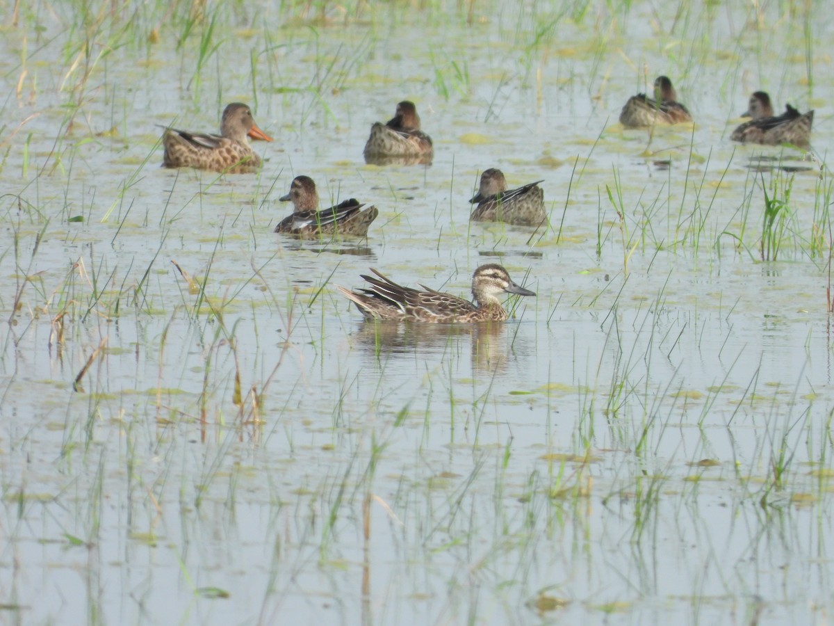 Garganey - ML642371558