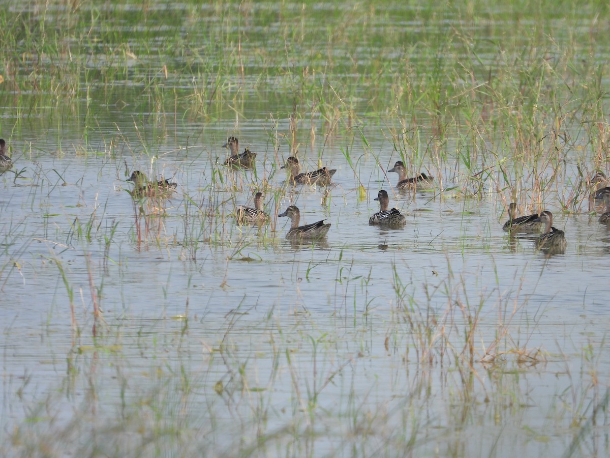 Garganey - ML642371559