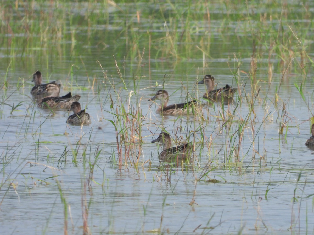 Garganey - ML642371560
