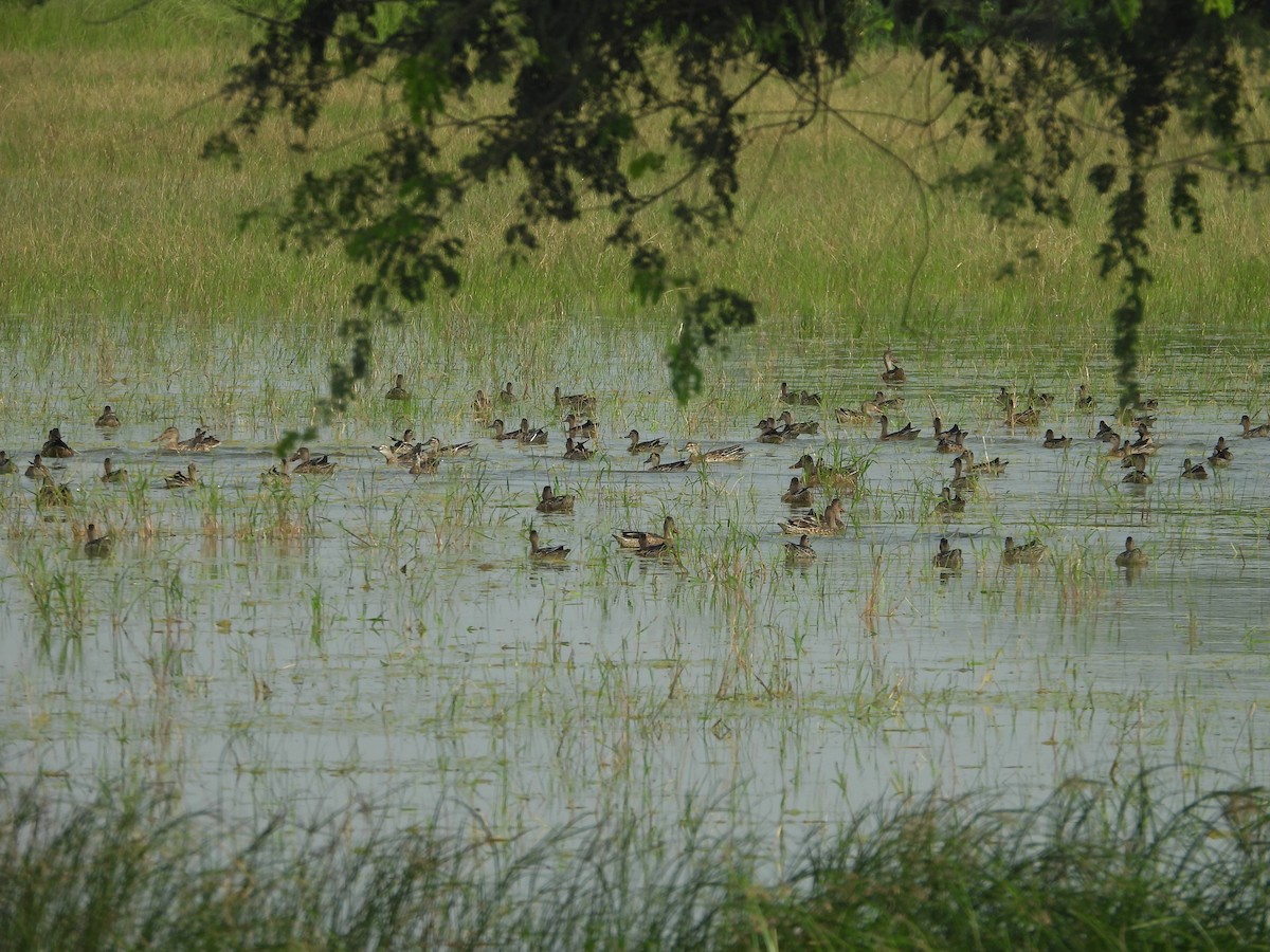 Garganey - ML642371565