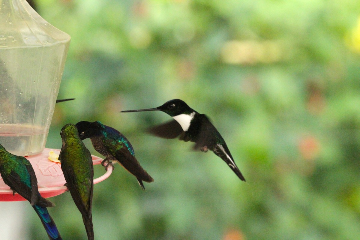 Collared Inca - ML642371574