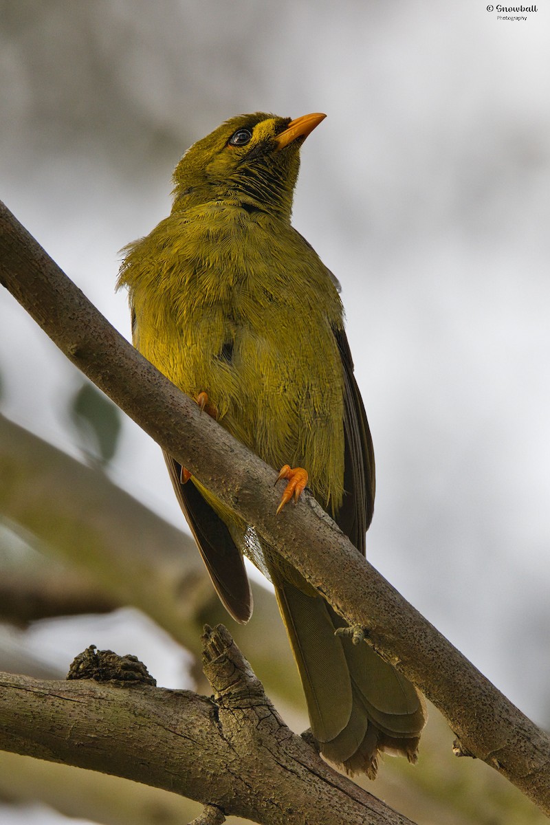Bell Miner - ML642371599