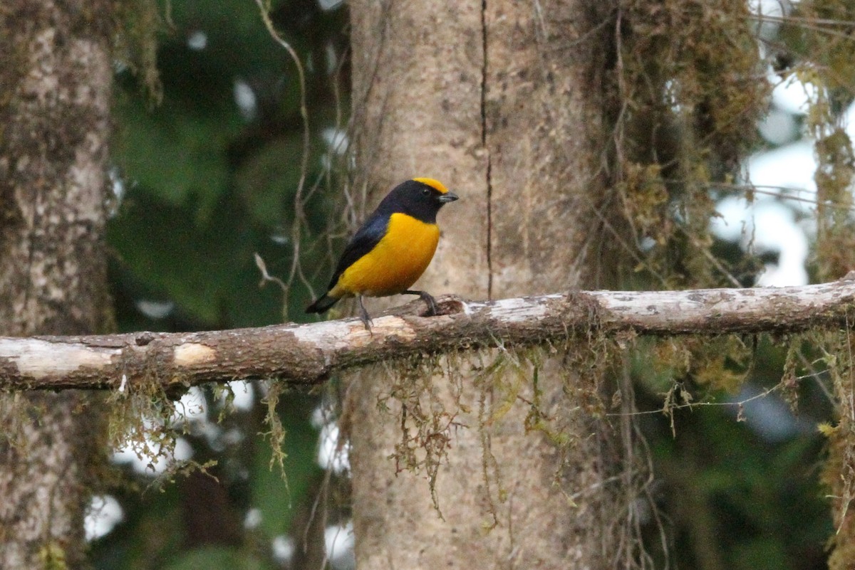 Orange-bellied Euphonia - ML642371606