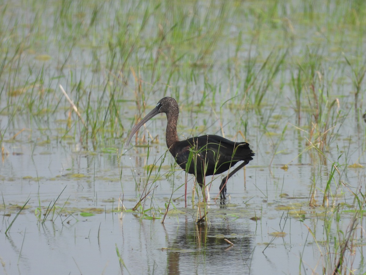 bronseibis - ML642371619